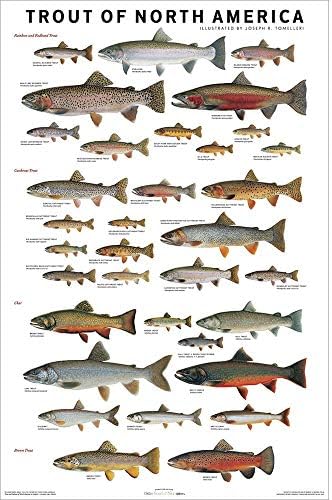 Джоузеф Rv Томеллери Ламиниран пъстърва Северна Америка, Карта риби, Плакатная печат 24x36